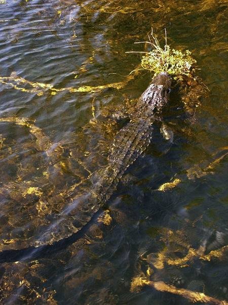 Alligator in Everglades National Park, gathering vegetation.