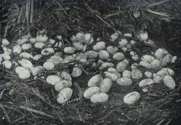 Alligator eggs and new hatchlings.