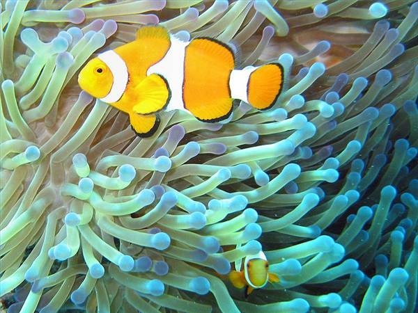 The clownfish, one of many oviparous fish.