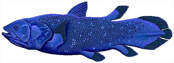 The rare coelacanth is also ovoviviparous. Image by Robbie Cada.