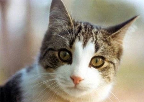 Best Flea Medicine For Cats Advantage Or Frontline Animals