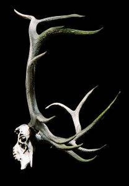 How to Prepare Deer Antlers for Mounting