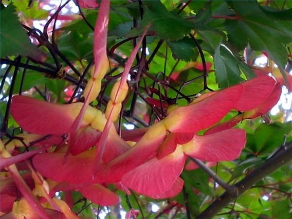 Red Maple Samaras (Photo by Audrey)