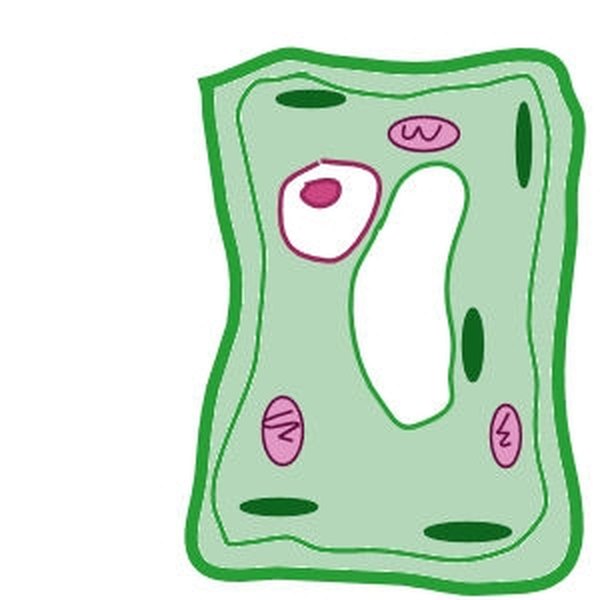 Ilustrate the mitochondria.