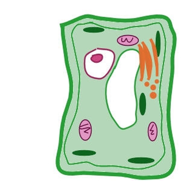 How to Make a Plant Cell Diagram | Sciencing