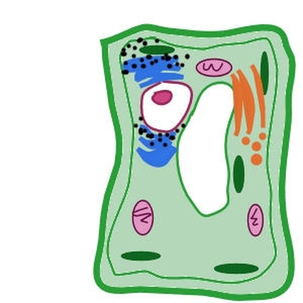 Illustrate the endoplasmic reticulum and ribosomes.
