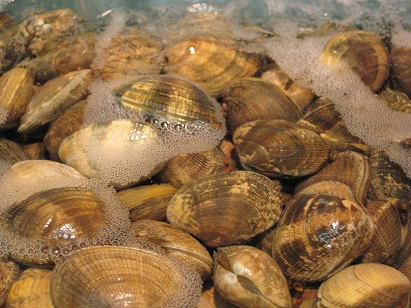 http://en.wikipedia.org/wiki/File:Clams.JPG