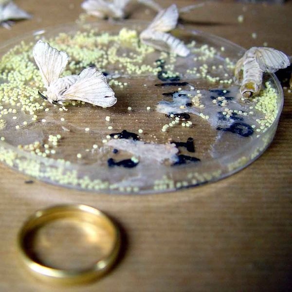 Silkworm moths laying eggs