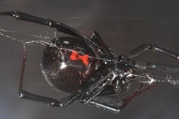 Adult female black widow