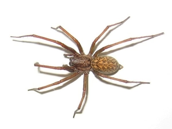 Hobo spider