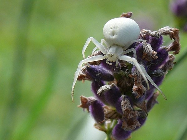 White crab spider