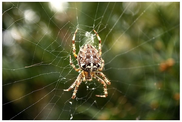 European cross spider