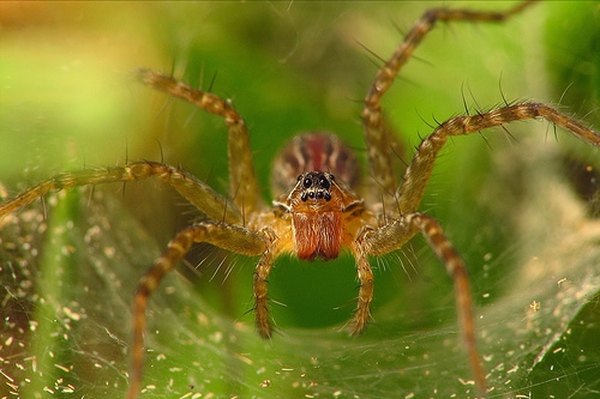 Wolf spider