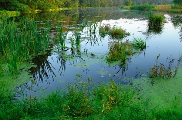 How to Make a Standpipe in a Spring Pond | HomeSteady