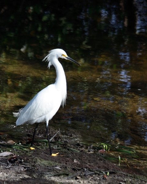 How to Tell the Difference Between a Male and Female Snowy Egret