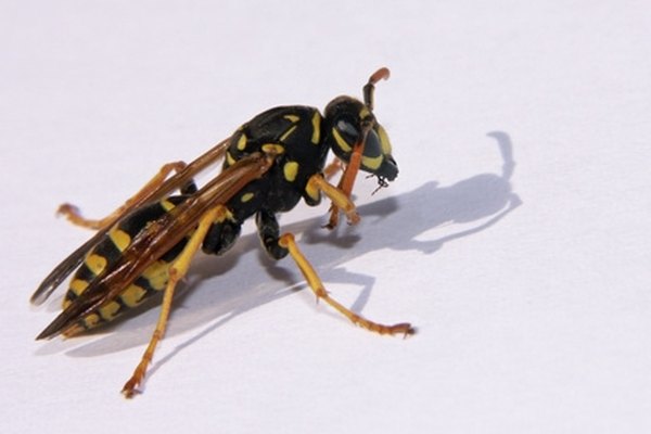 types of wasps