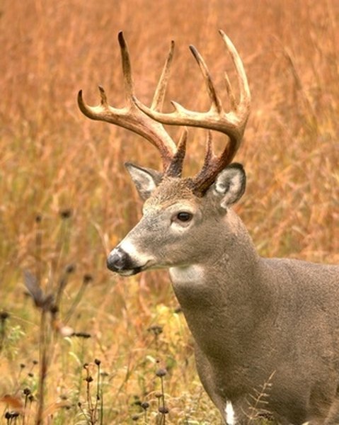 How to Attach a European Deer Mount to Wood