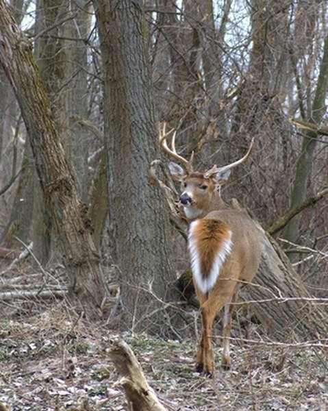 Building Deer Blind With PVC