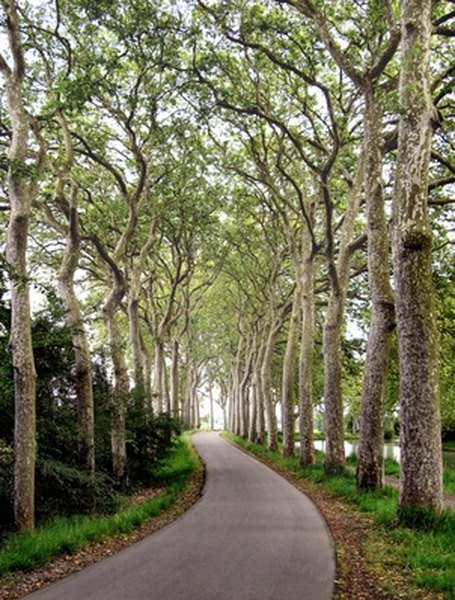 How To Prune A Sycamore Tree Garden Guides