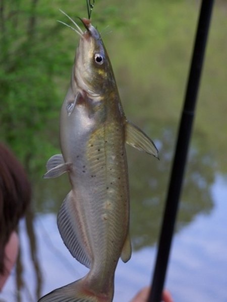 Giant flathead stories!  Catfish Angler Forum at USCA