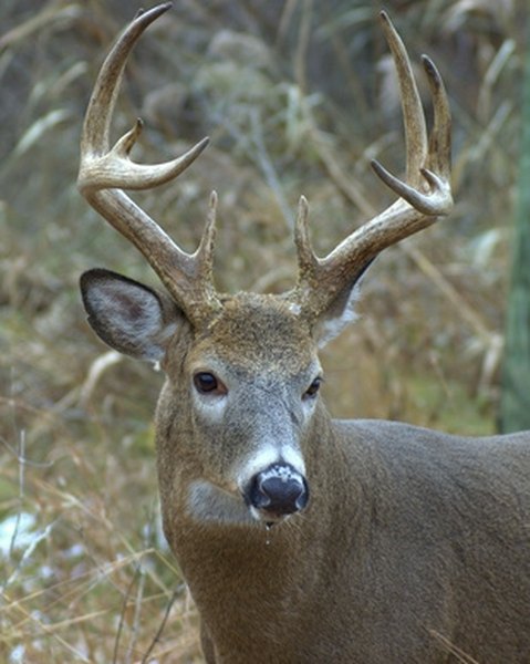 How to Make a Deer Cooler With an Air Conditioner