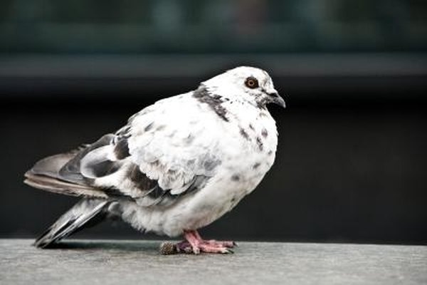 pigeons eat sunflower seeds