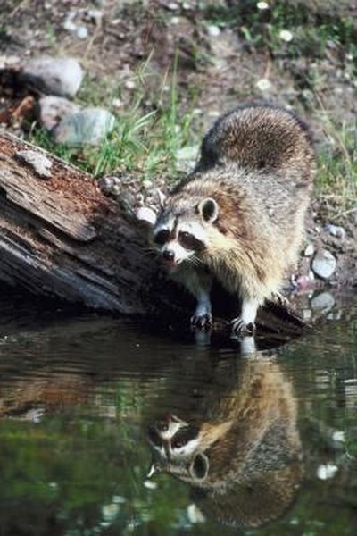 How to Catch a Raccoon With a Homemade Trap Without Killing It