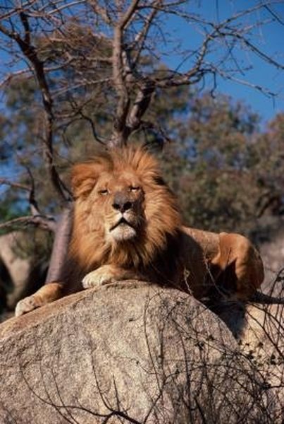 What Features Do Lions Have to Survive in the Wild? | Gone Outdoors