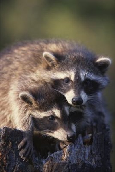 How to Make a Coon Trap Out of PVC Pipe