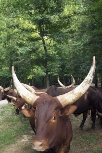 How to Polish Longhorns