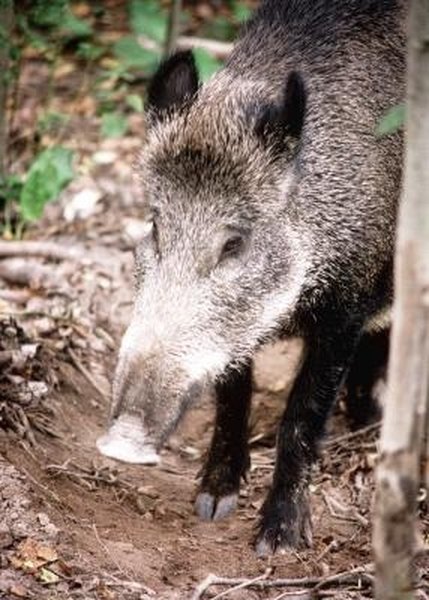 How to Tan Wild Boar Hides