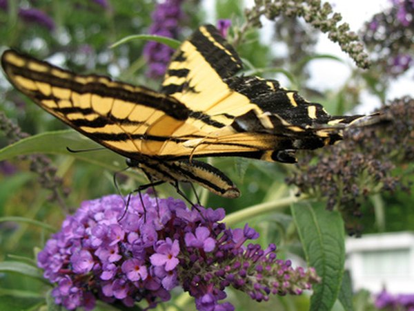 Butterflies make beautiful science projects.
