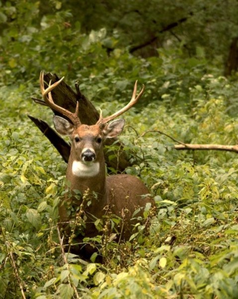 Whitetail Rut Guide for Georgia