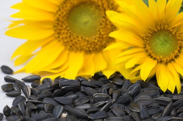 Sunflowers are a fast-growing and beautiful choice