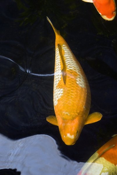 Photo Credit: Yellow and white Coy Carp image by il gitano from <a href='http://www.fotolia.com'>Fotolia.com</a> Prior to spawning the female koi will appear swollen around the abdomen.