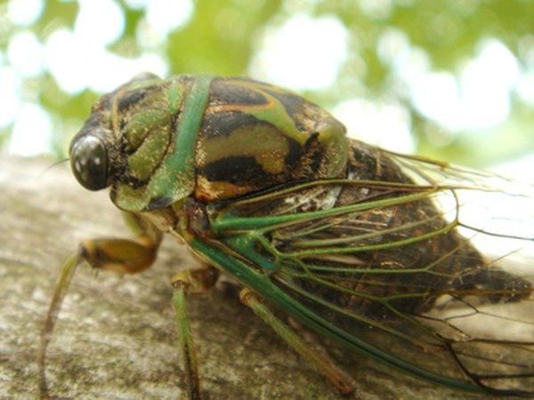Photo Credit: cicada image by Tammy Mobley from <a href='http://www.fotolia.com'>Fotolia.com</a> The cicada killer eats cicadas.