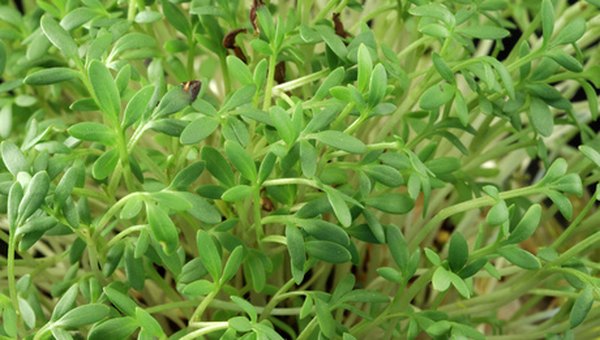 Cress is both easy to grow and good to eat