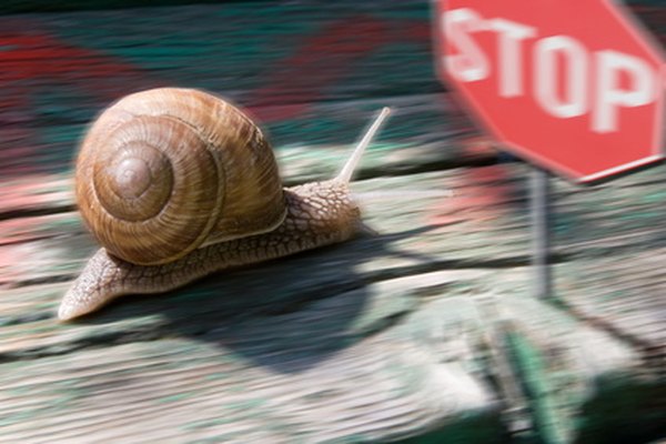 Photo Credit: snail race image by George Muresan from <a href='http://www.fotolia.com'>Fotolia.com</a> Race snails across different terrains when first-grade students study biology.