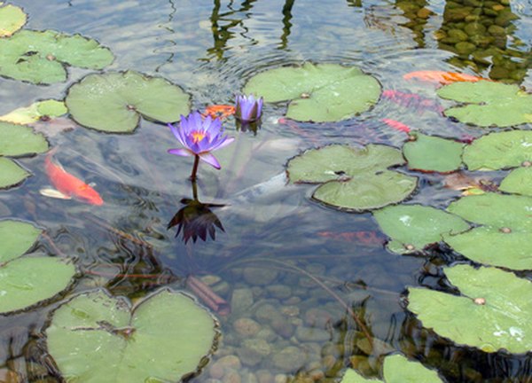 Photo Credit: koi pond image by MPH from <a href='http://www.fotolia.com'>Fotolia.com</a> Koi fry are able to hide in rocks or vegetation.