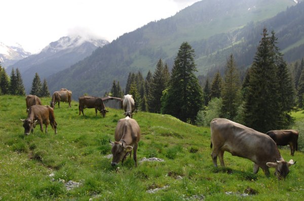 Beef cattle are raised all over Montana.