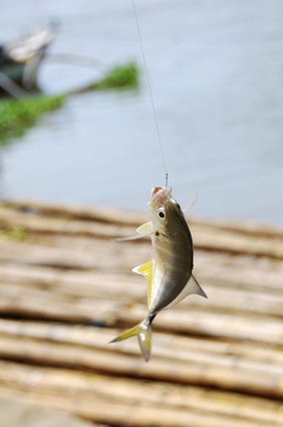 Striped Bass Fish Caught on the Line Stock Photo - Image of leisure,  lineside: 112436244