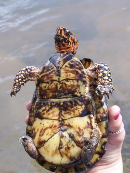 Box turtles have a flexible hinge on the plastron (flat underside of the shell) which is absent in tortoises.