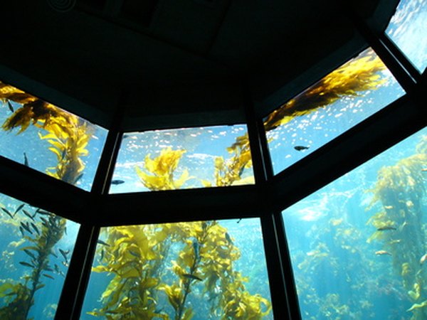 Large giant kelp are multicellular algae that are capable of photosynthesis.
