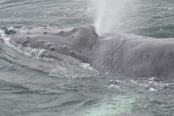 Photo Credit: humpback whale,humpback,whale,adolescent,mammal,ma image by Earl Robbins from <a href='http://www.fotolia.com'>Fotolia.com</a> Giant whales eat almost microscopic krill and plankton.