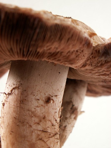 Where to Find Wild Mushrooms in Oklahoma