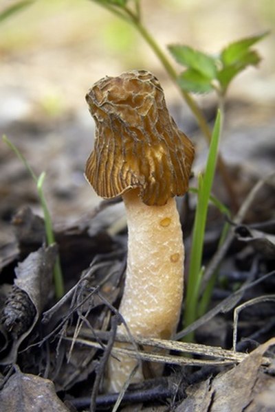 Mushroom-Hunting Locations in Indiana