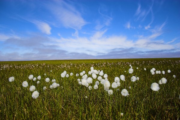 Photo Credit: Arctic flowers image by gburba from <a href='http://www.fotolia.com'>Fotolia.com</a> The arctic tundra has a short and energetic growing season.