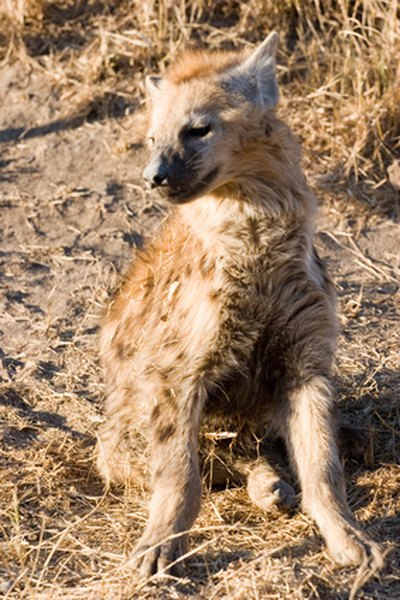 Photo Credit: hyena cub image by TEMISTOCLE LUCARELLI from <a href='http://www.fotolia.com'>Fotolia.com</a> Striped hyenas resemble large dogs
