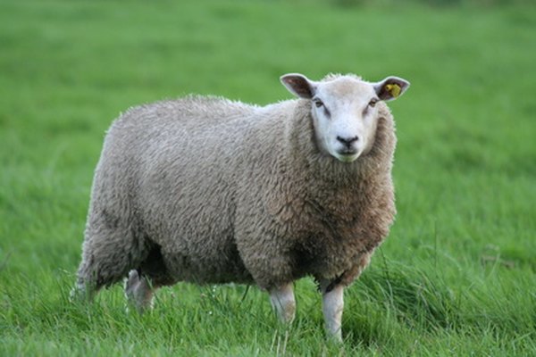 Sheep can be separated from deer and cows by the characteristic of wool.