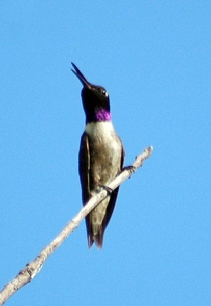 Hummingbird Species in the Pacific Northwest